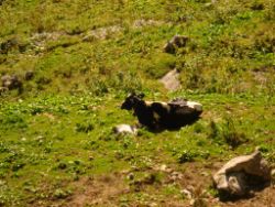 2013-08-22_Regina-F-Rau_Hinterriss_Torscharte (165).JPG